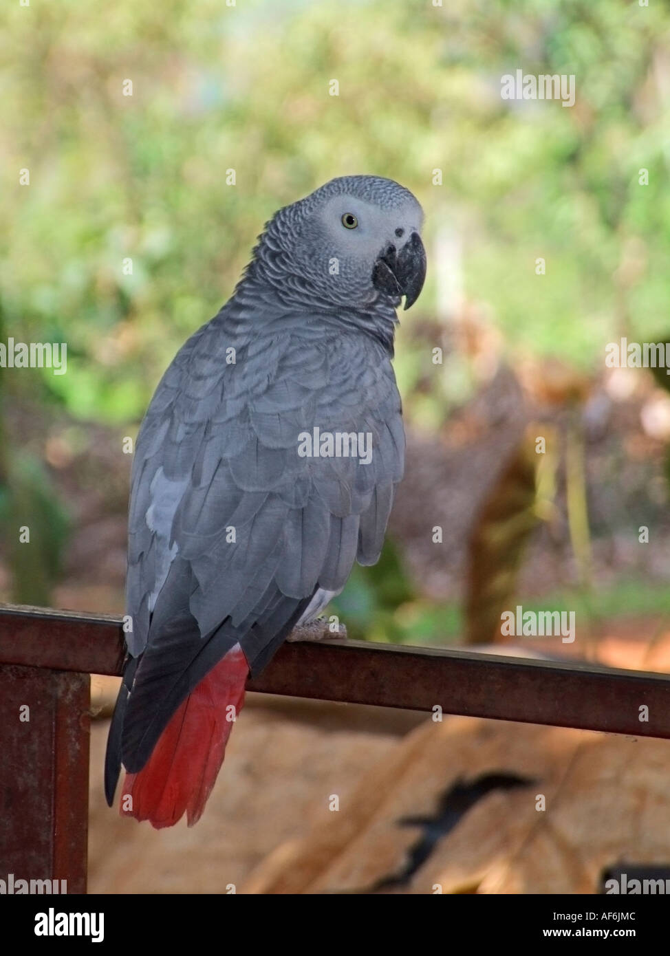 Congo African Grey parrot Stock Photo Alamy