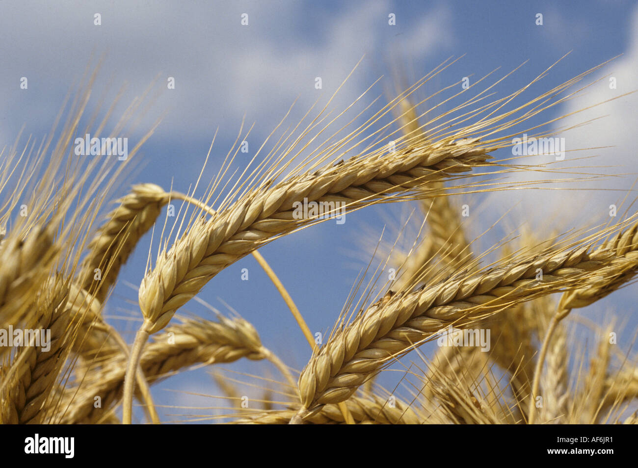 Ripe ear of triticale variety Salvo against blue sky clouds Stock Photo
