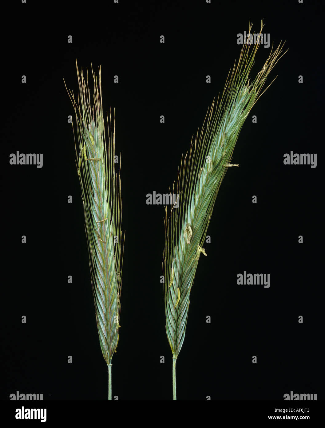 Rye ears against a black studio background Stock Photo