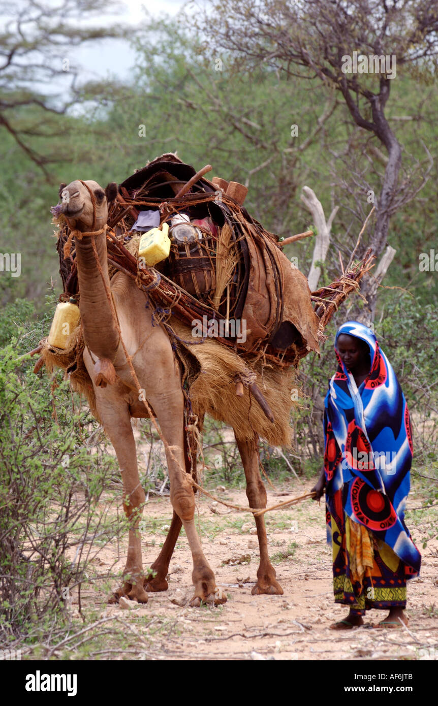 Nomadic Somali tribes using camels to carry their entire houses in Wajir, northeastern Kenya, Africa. Stock Photo