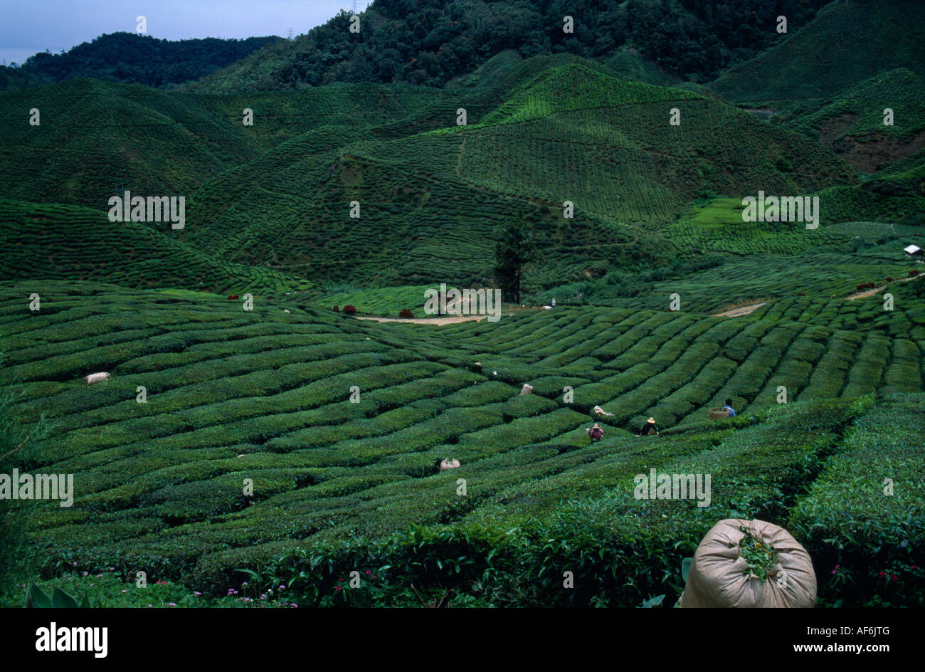 MALAYSIA Cameron Highlands Agriculture Stock Photo - Alamy