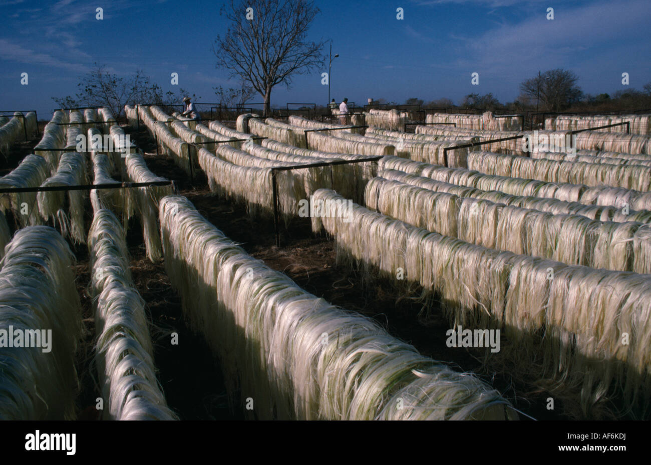 MEXICO Central America Yucatan Sisal fibres used to make rope on drying racks at a farm near Merida Stock Photo