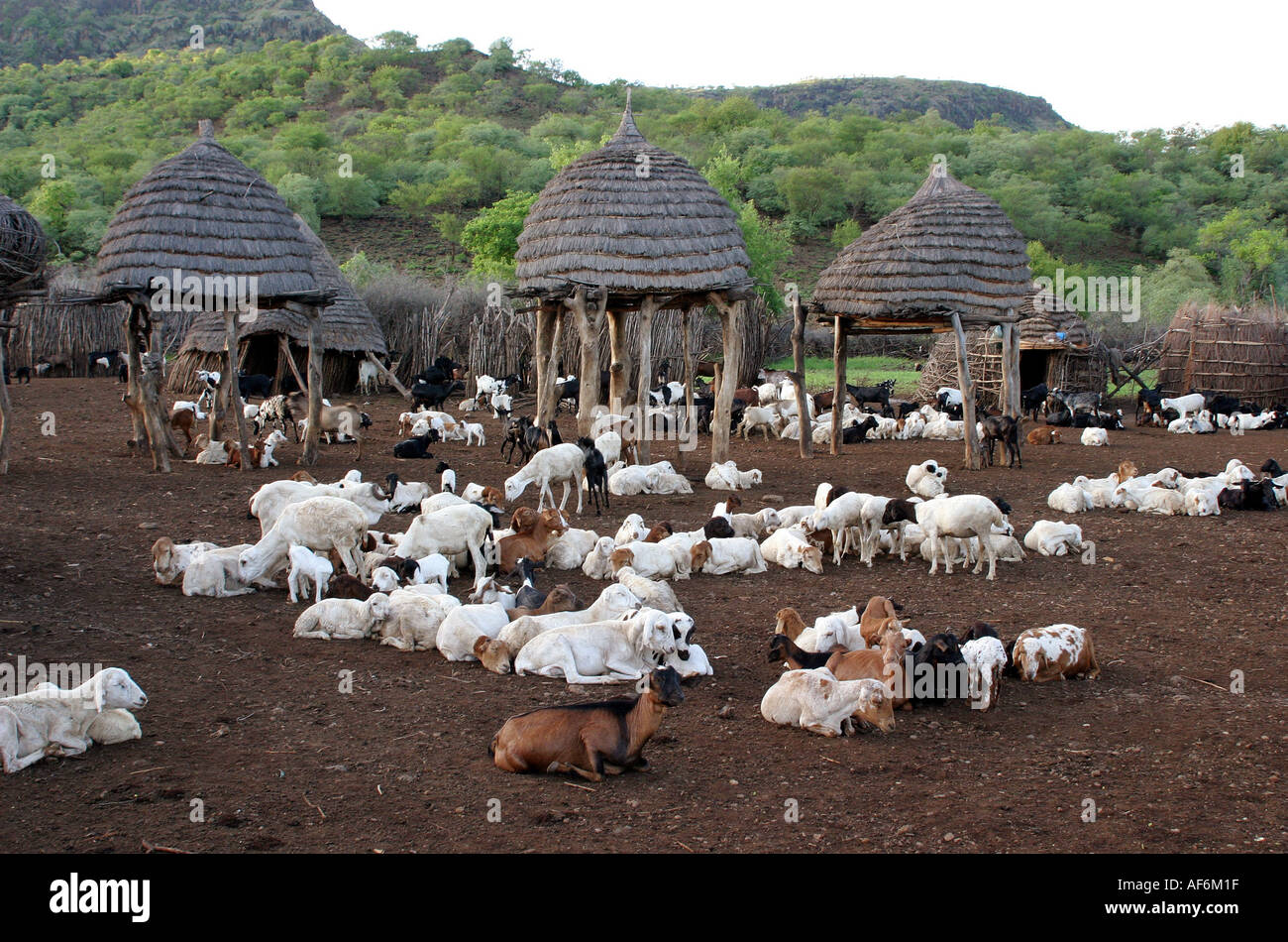 geography / travel, South Sudan, agriculture, goats in a Toposa village, near Nyanyagachor, , Additional-Rights-Clearance-Info-Not-Available Stock Photo