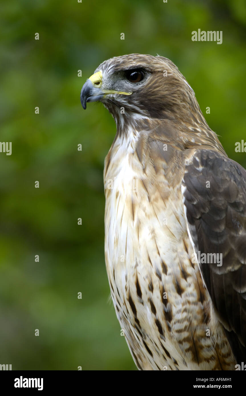 Predator prey bird hi-res stock photography and images - Alamy