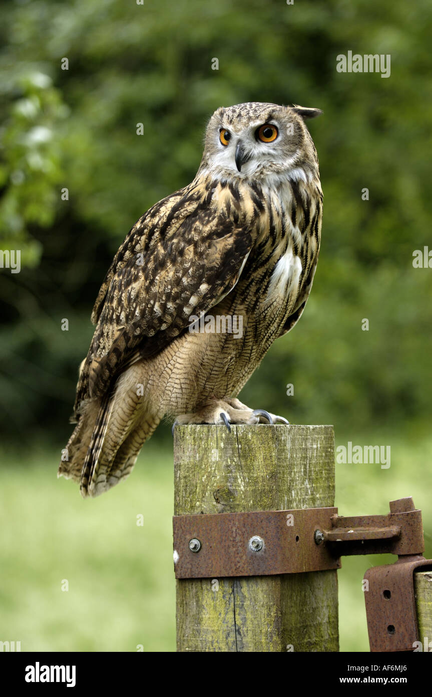 Eagle endangered species hi-res stock photography and images - Alamy