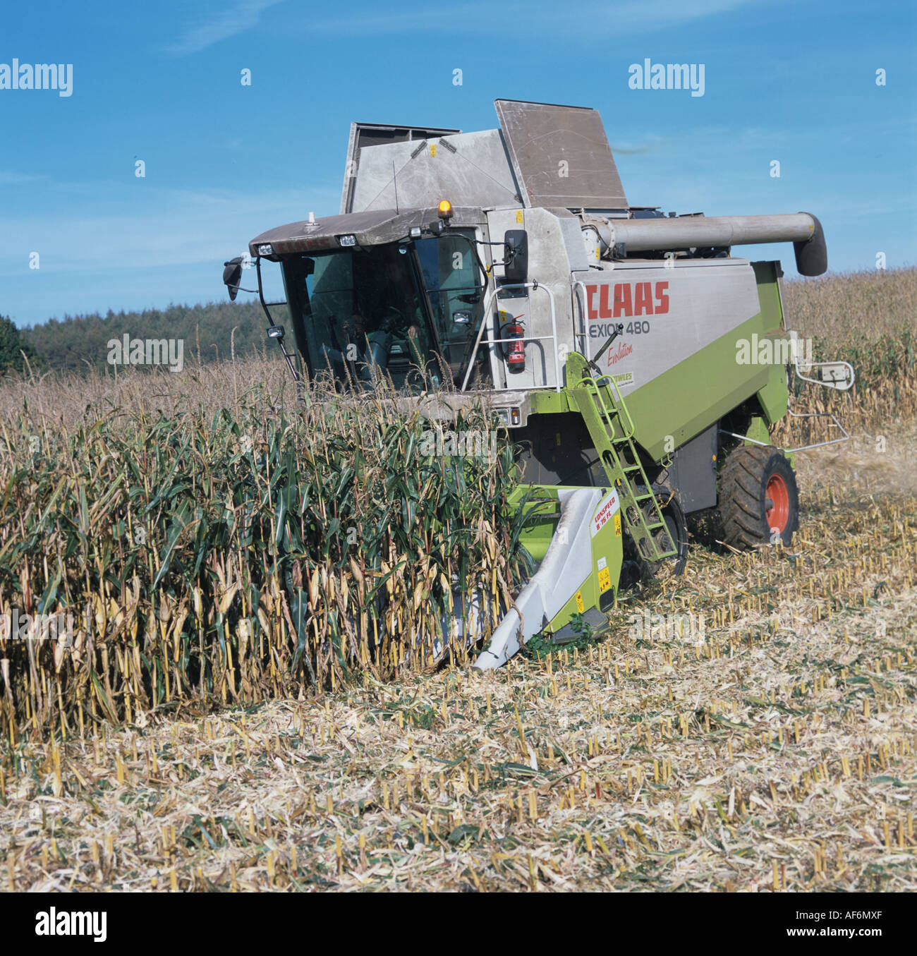 Claas Lexion with Conspeed header stripping combining mature maize crop Stock Photo