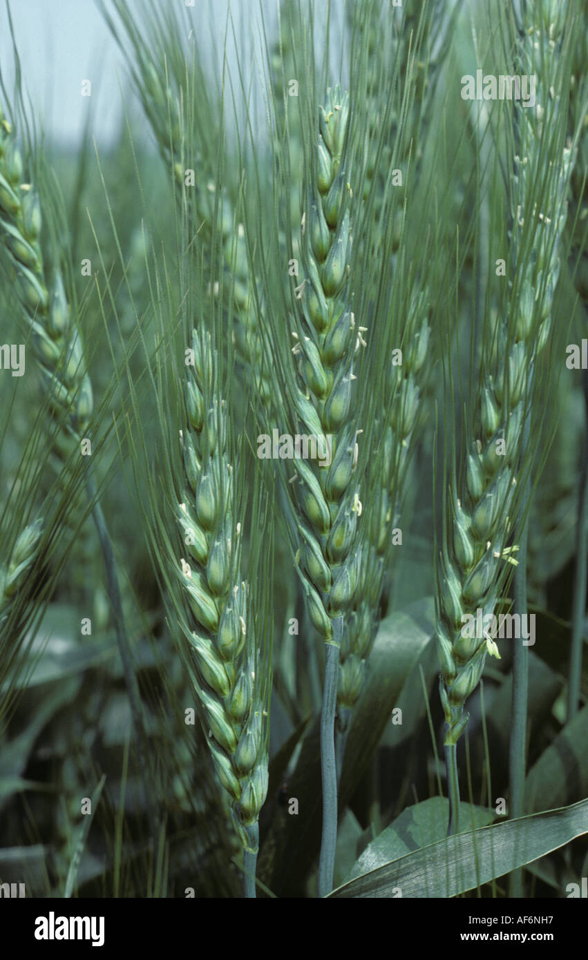 Green unripe ears of durum wheat in flower Stock Photo