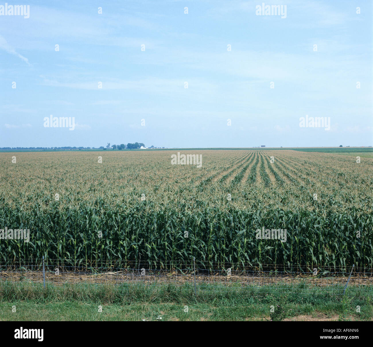 Large field of maize corn in mature cob Illinois USA Stock Photo