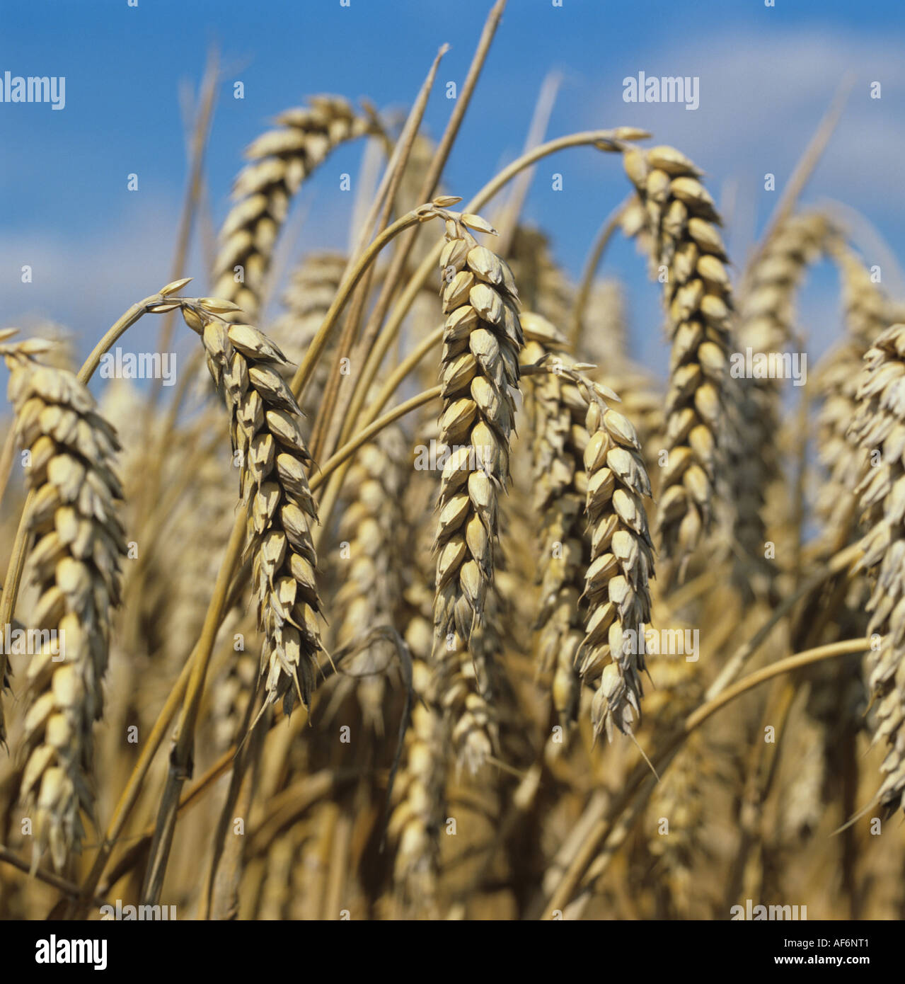 Ripe ears of wheat bent over at harvest Stock Photo