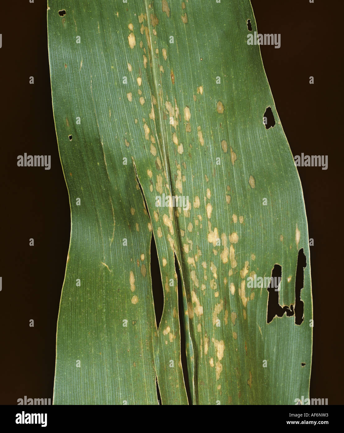 Yellow leaf blight Phyllosticta maydis lesions on maize or corn leaf Stock Photo