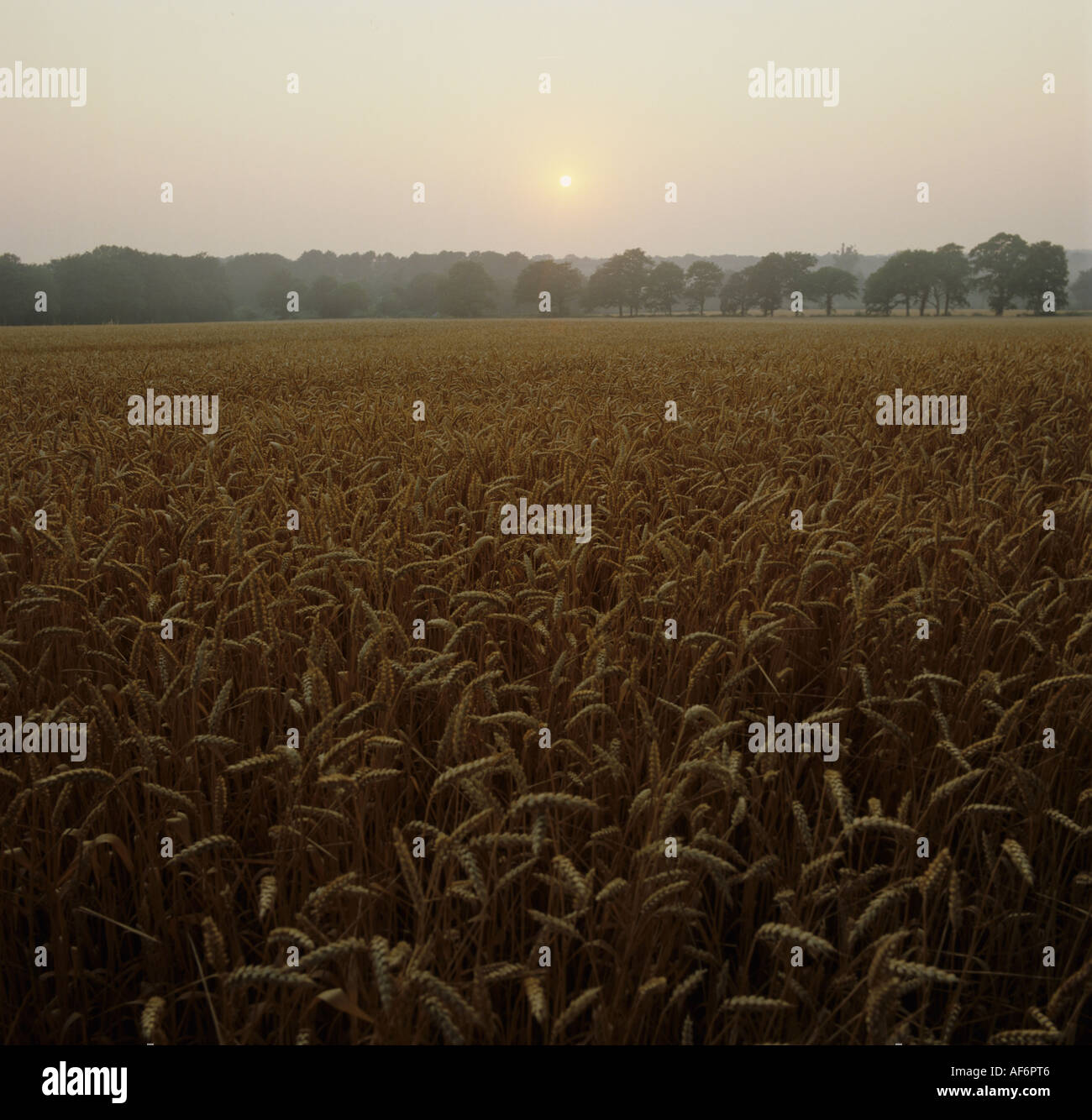 Sunrise over a ripe field of wheat on a fine summer day Berkshire Stock Photo