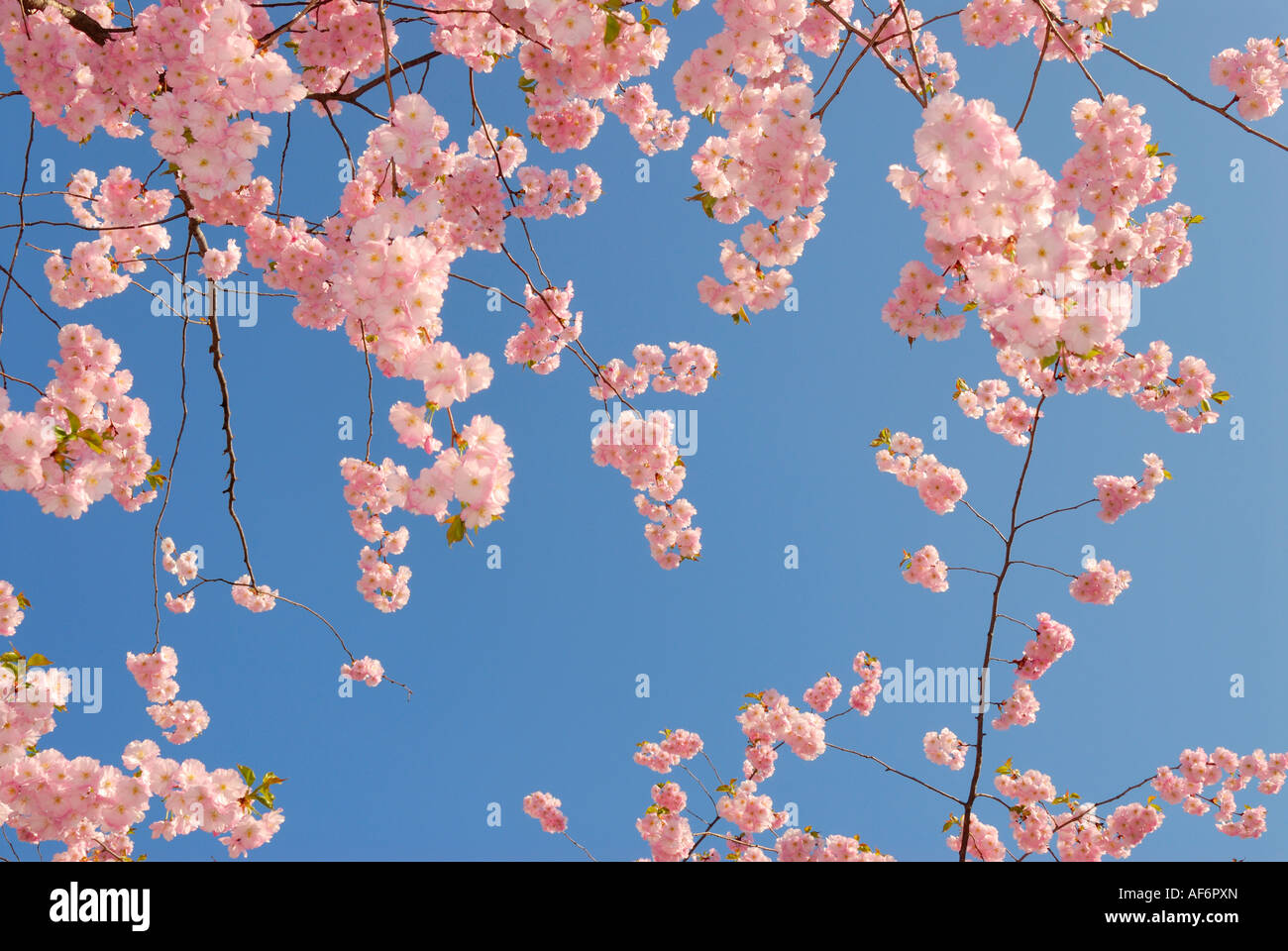 cherry tree in blossom against blue sky Stock Photo - Alamy