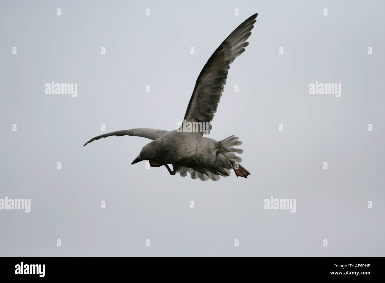 Problem Solving Bird Example Bird problem solving hi-res stock photography and images - Alamy