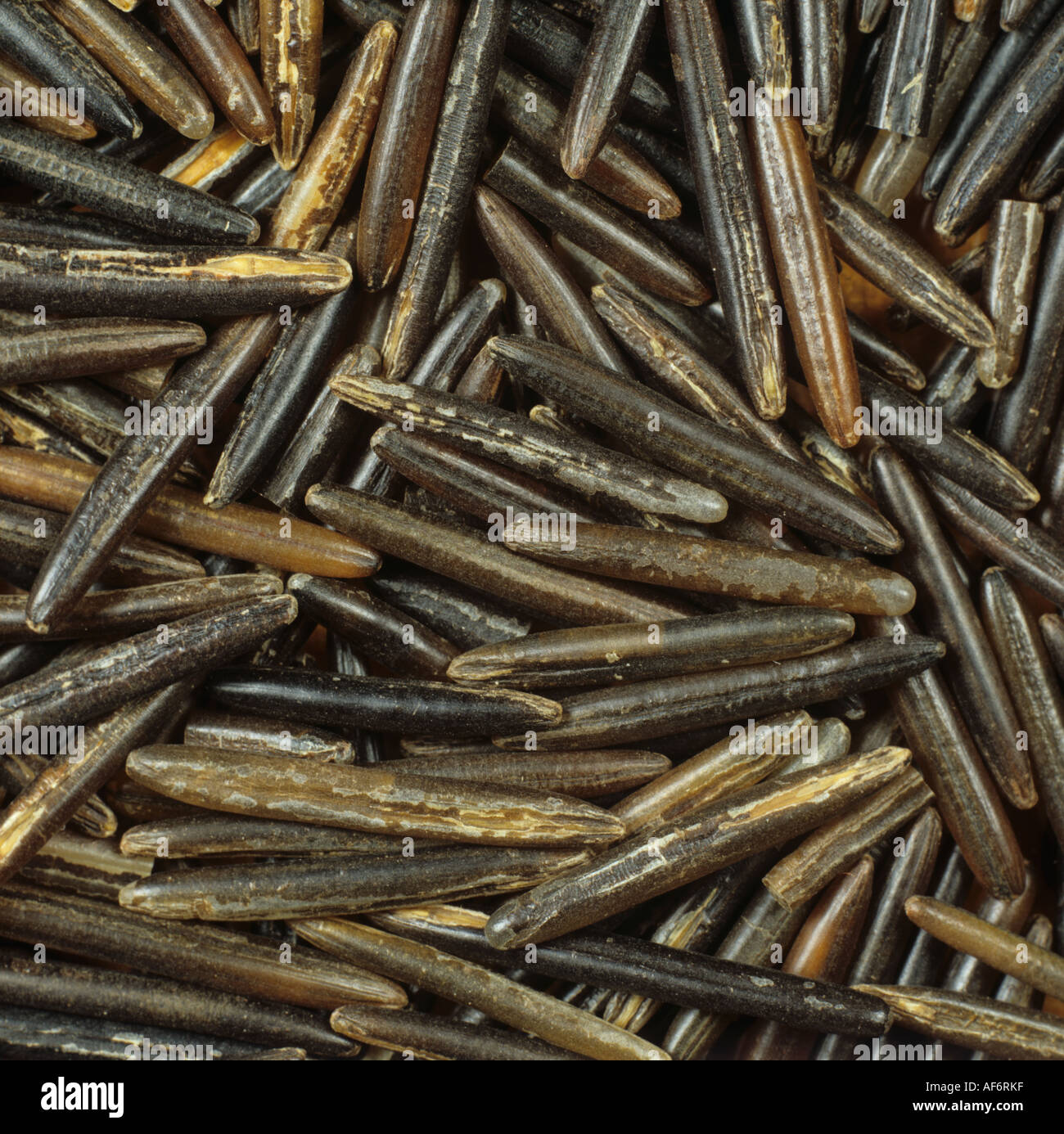 Wild rice grains as sold for cooking Stock Photo