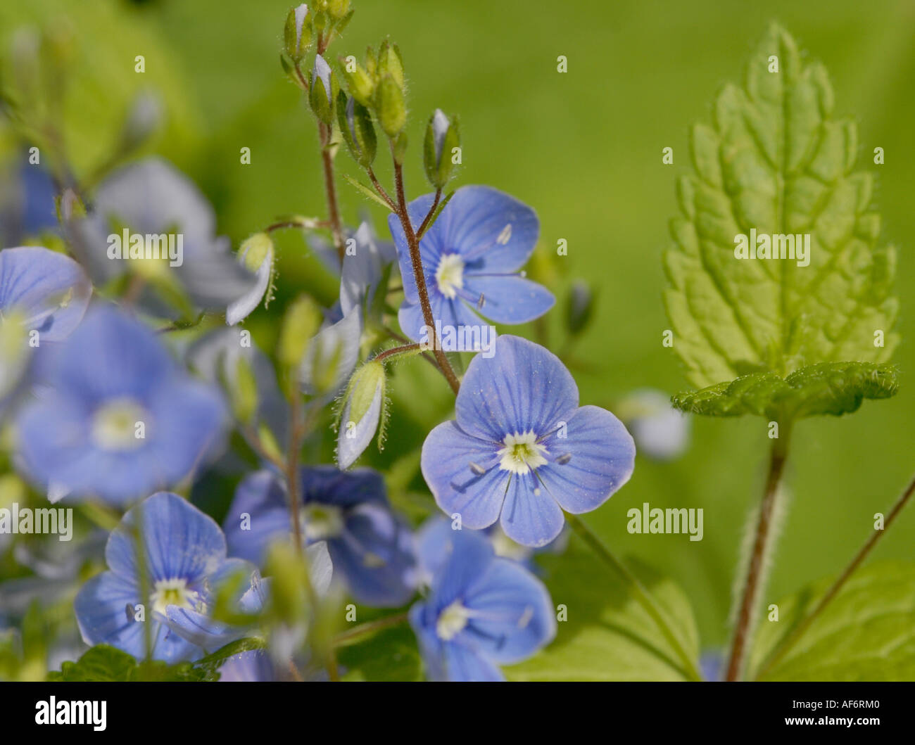 Flowers buds and leaf of Germander speedwell Stock Photo
