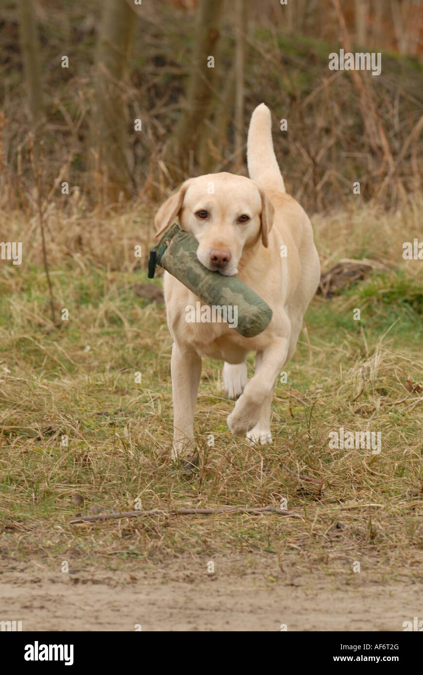 Labrador gun dogs hires stock photography and images Alamy