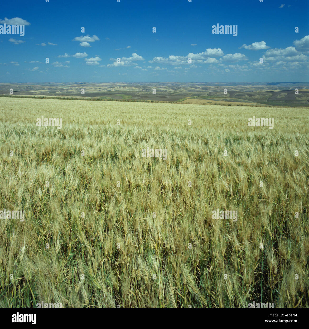 Ripening bearded wheat crop and distant rolling hill farmland Washington State USA Stock Photo
