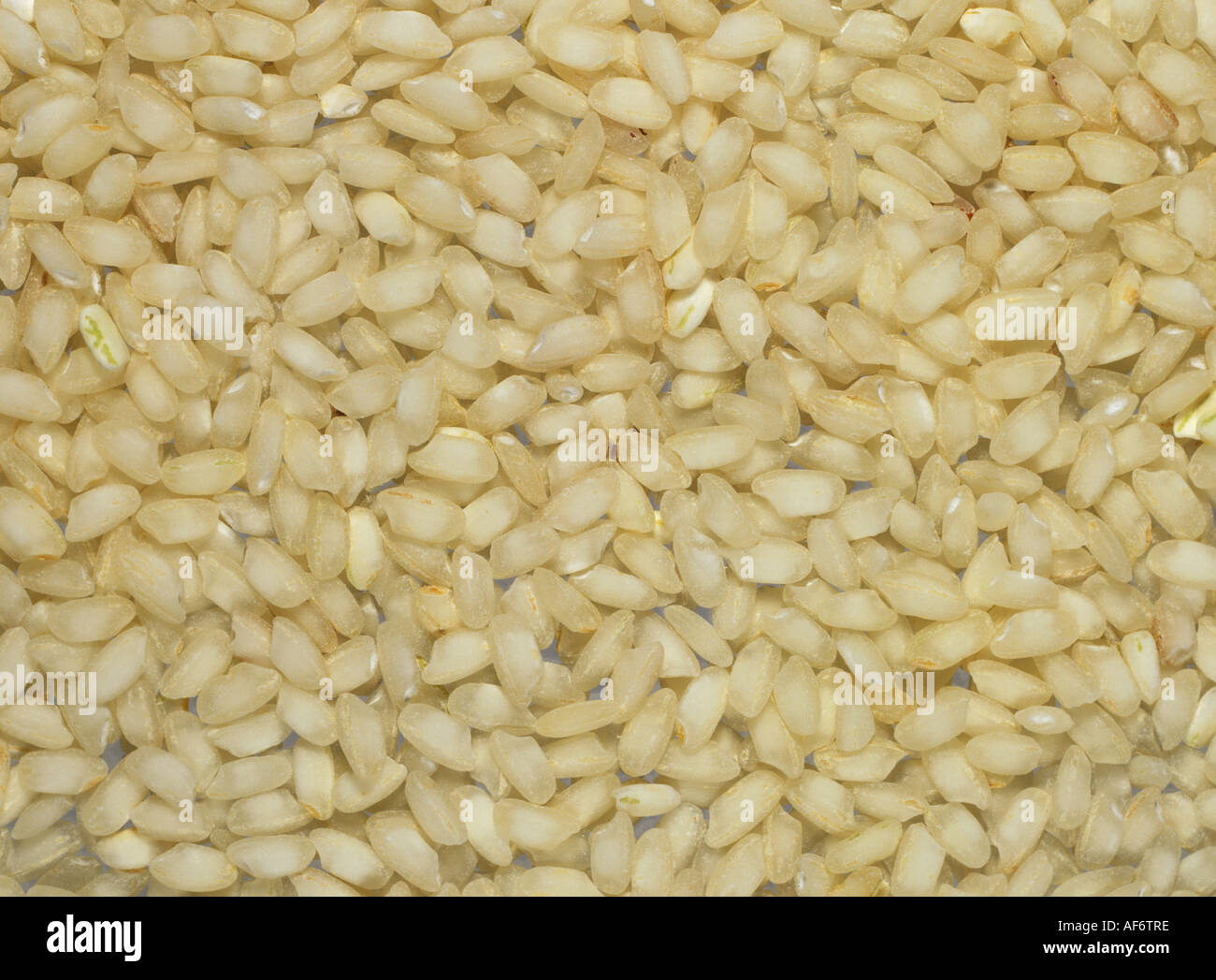 Arborico rice grains Italian produce from a health food shop Stock Photo