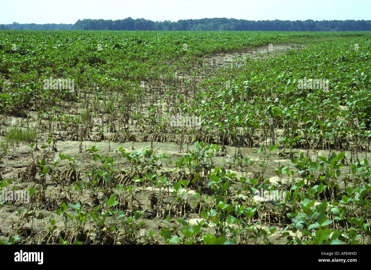 Young soyabean crop severely affected by heavy rain Mississipi USA Stock Photo