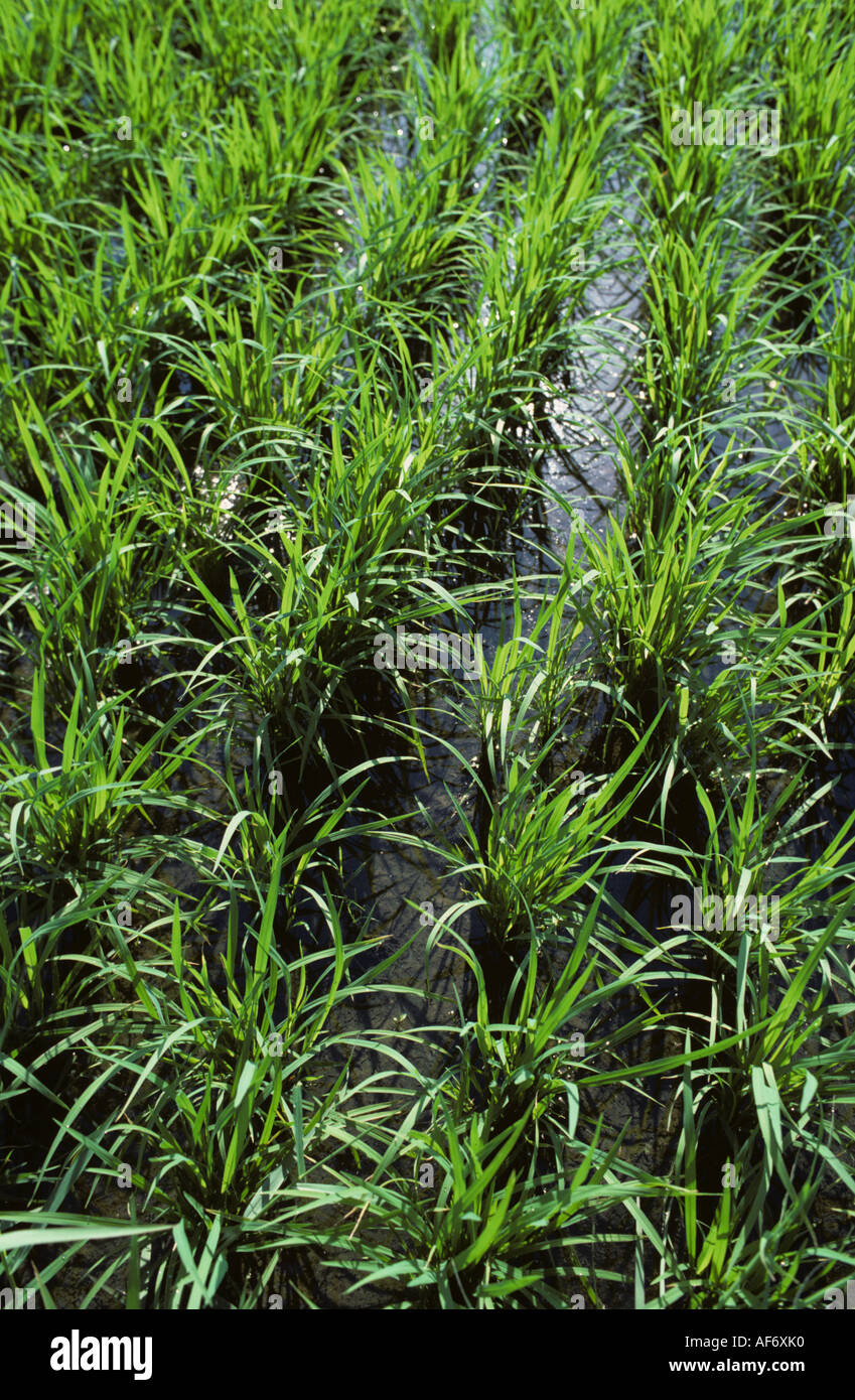 Rows of transplanted paddy rice plants Philippines Stock Photo