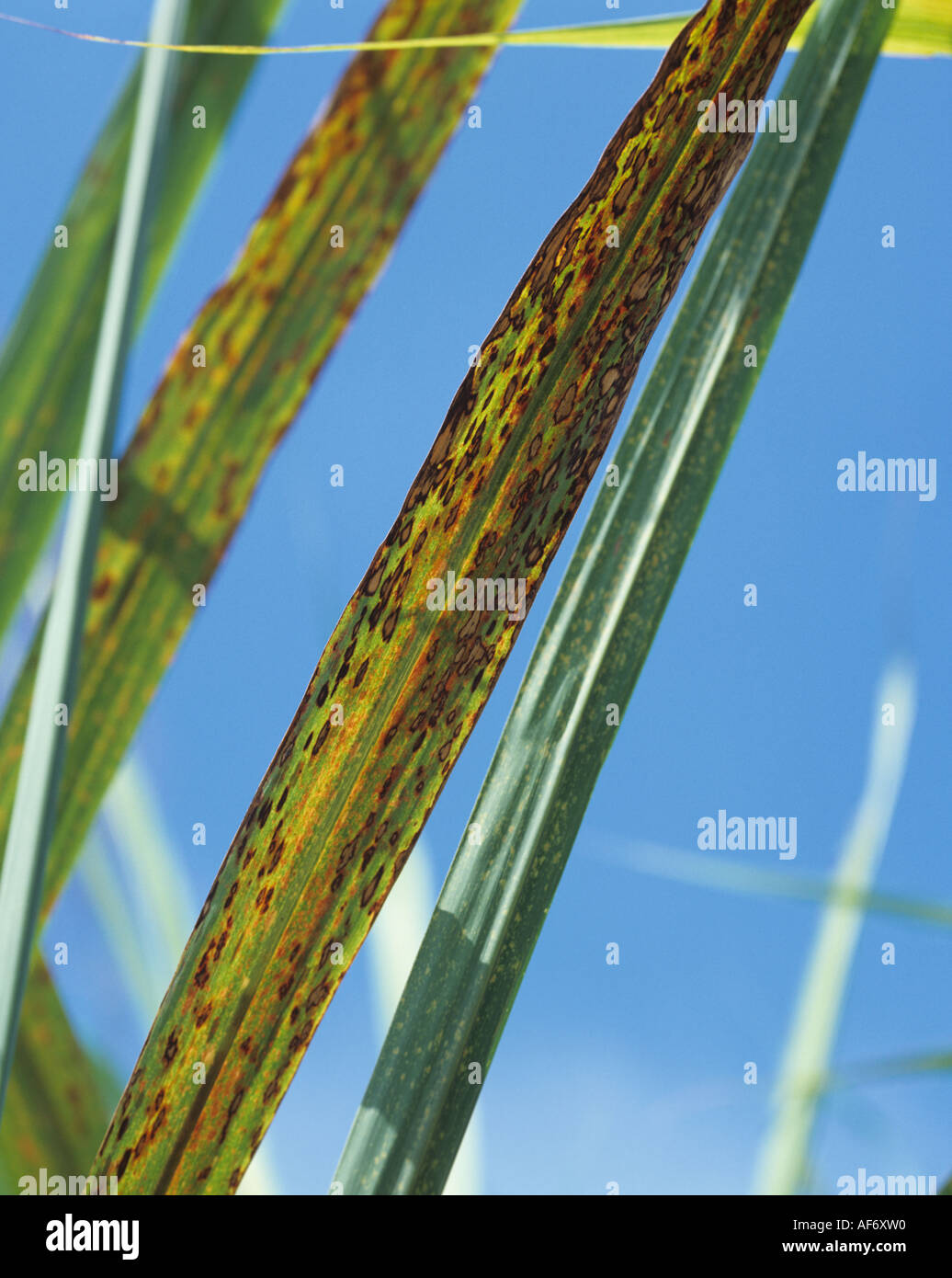 Ring spot (Leptosphaeria sacchari) lesions on sugar cane leaf Stock Photo
