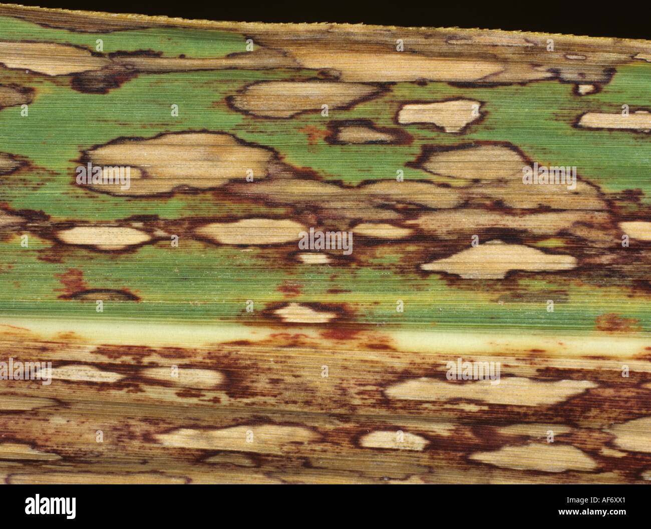 Ring spot Leptosphaeria sacchari lesions on a sugarcane leaf Stock Photo