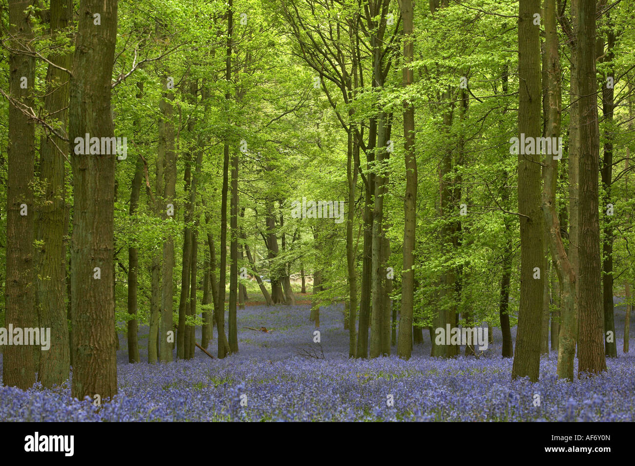 English Bluebell woods in spring (Hyacinthoides non-scripta Stock Photo ...
