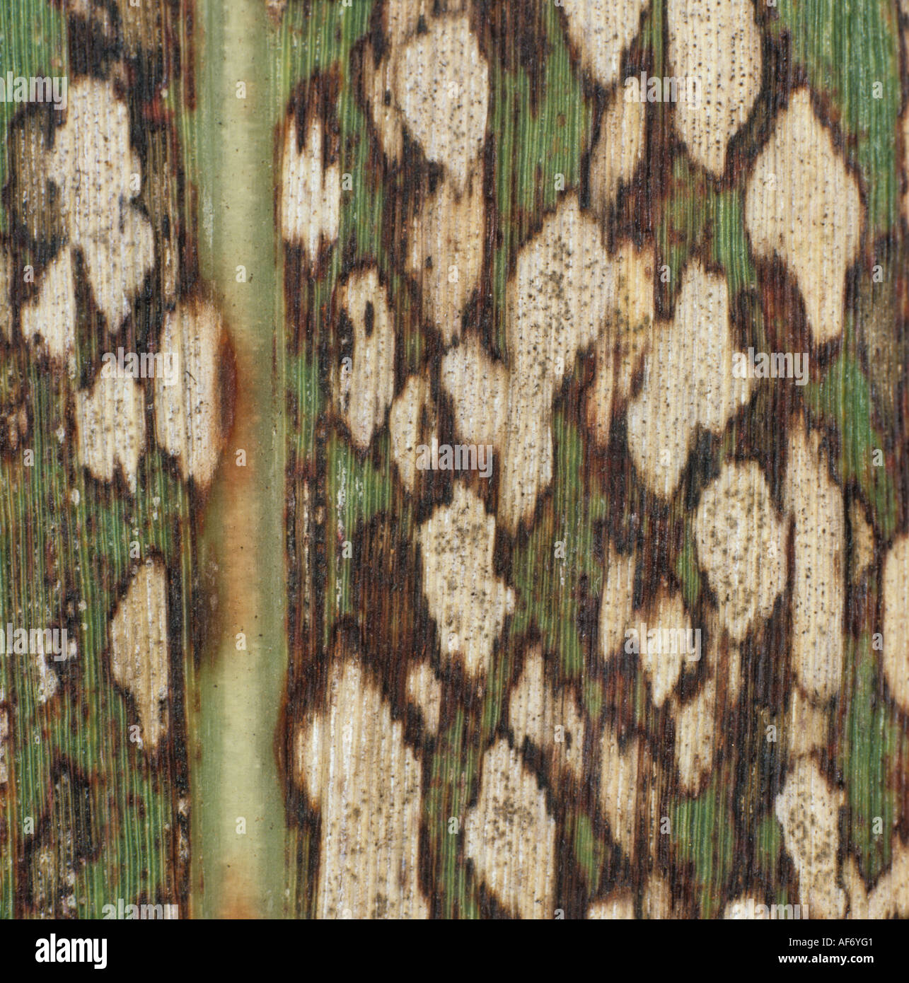 Ring spot Leptosphaeria sacchari lesions fruiting bodies on a sugarcane leaf Stock Photo