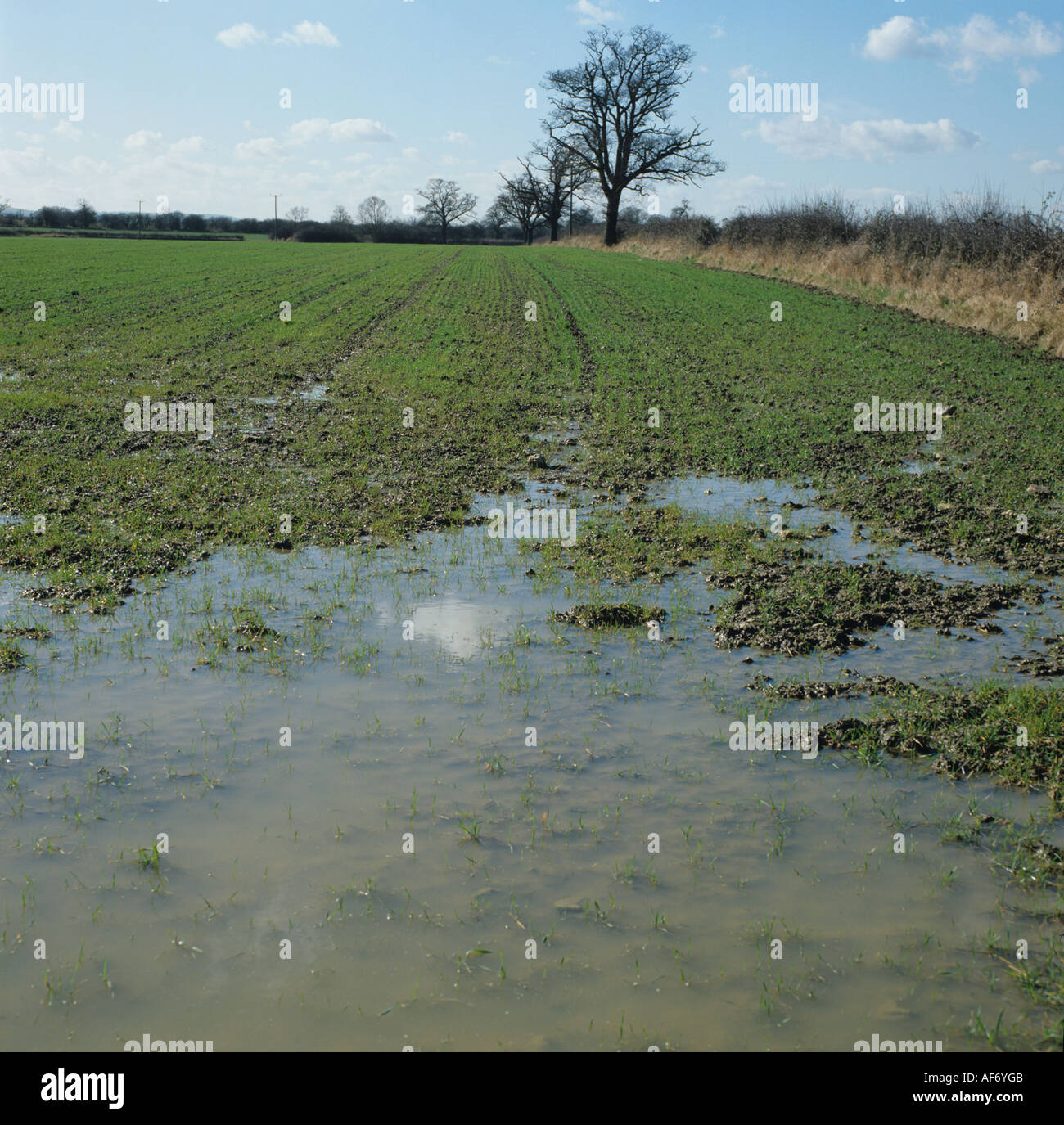 Water lying on a field of young wheat Wiltshire Stock Photo