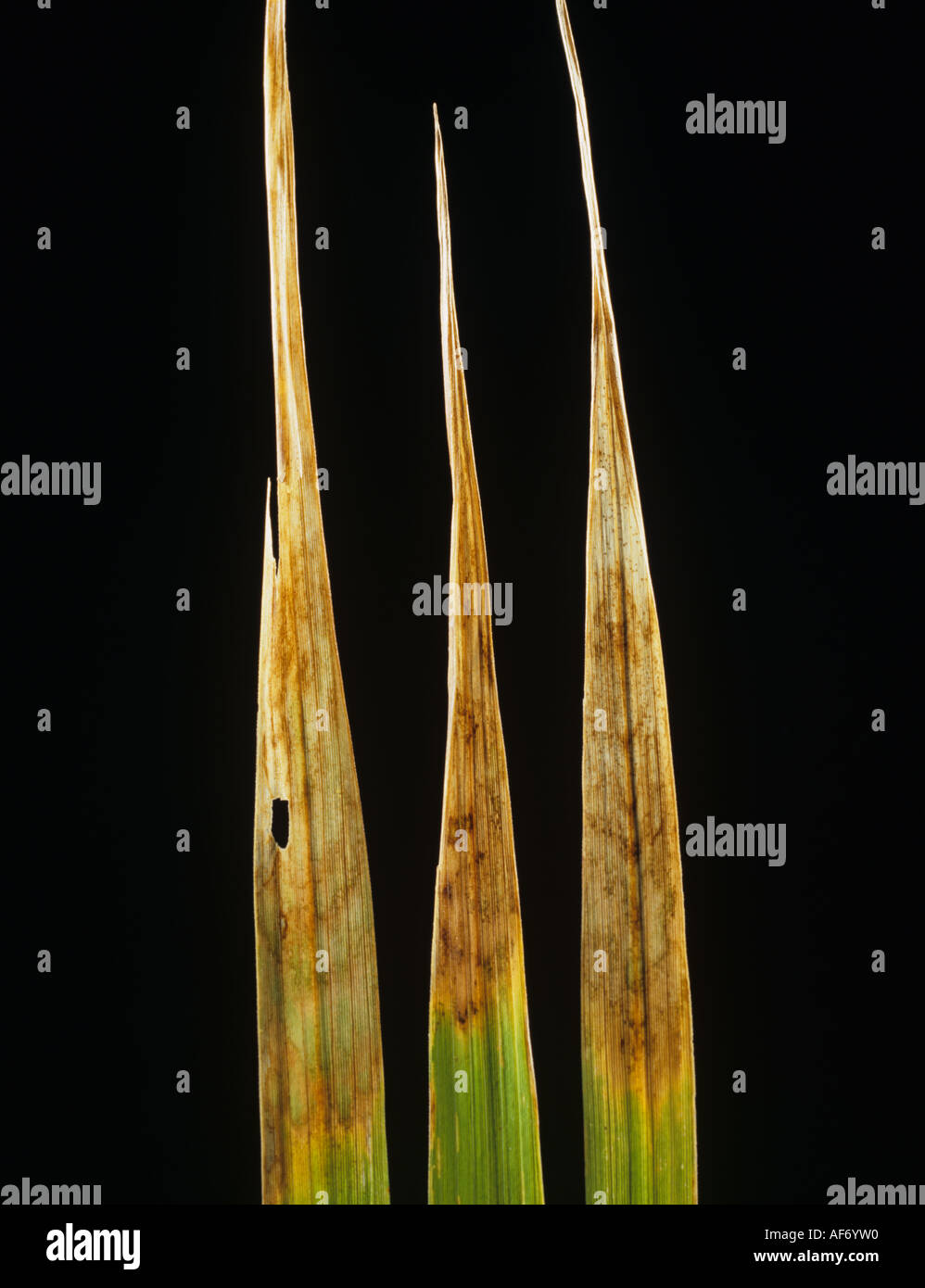 Leaf scald Gerlachia oryzae backlit tipping on rice leaf Stock Photo