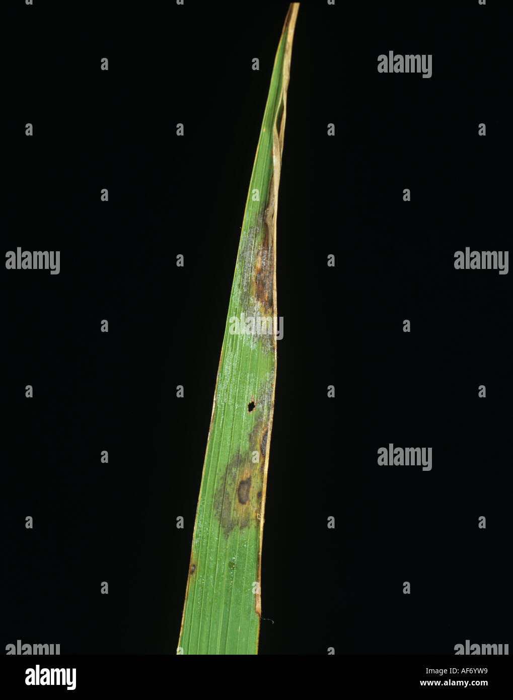 Leaf scald Gerlachia oryzae early leaf tip infection on rice Stock Photo