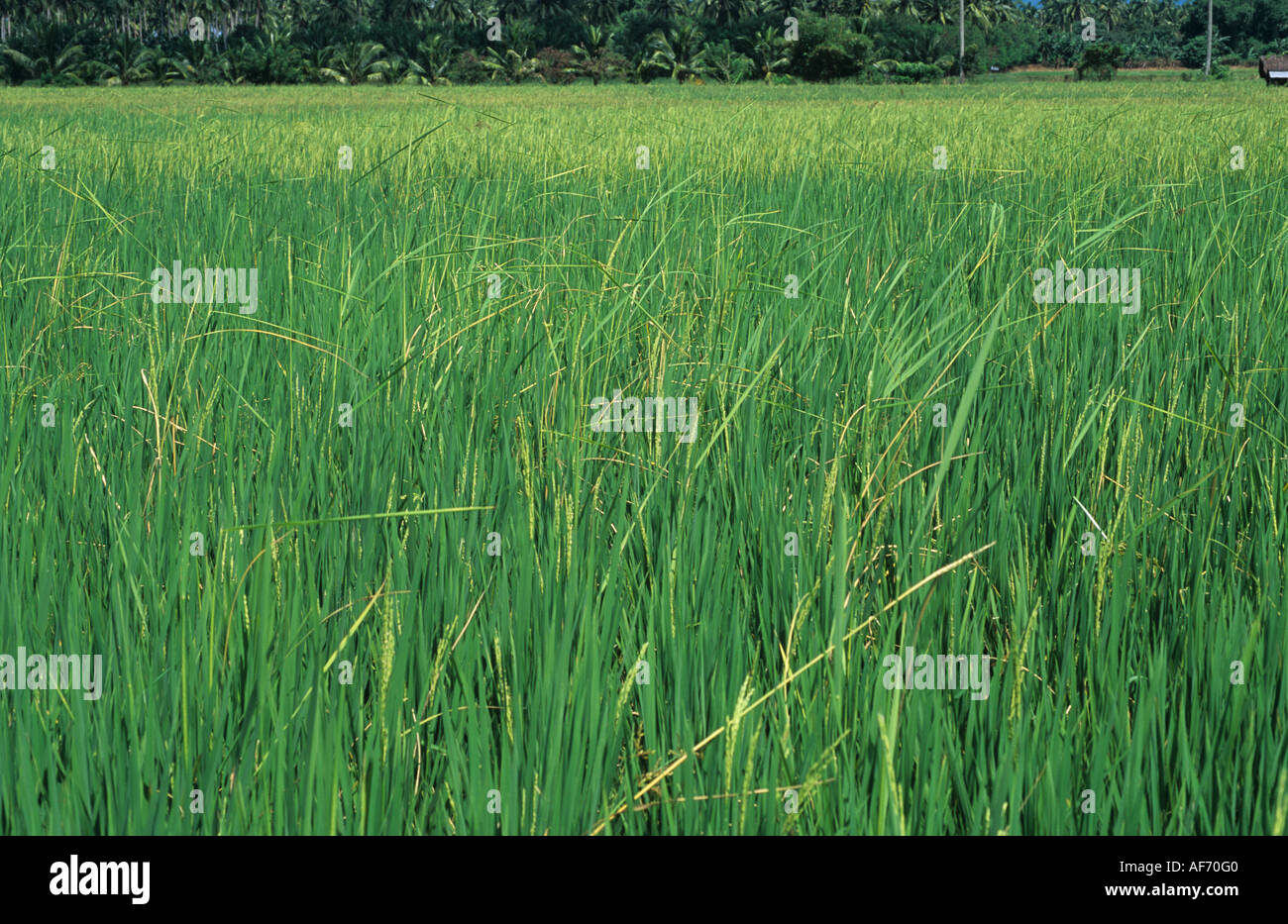 Bakanae disease Gibberella fujikoroi elongated deformed rice plants in a crop Stock Photo