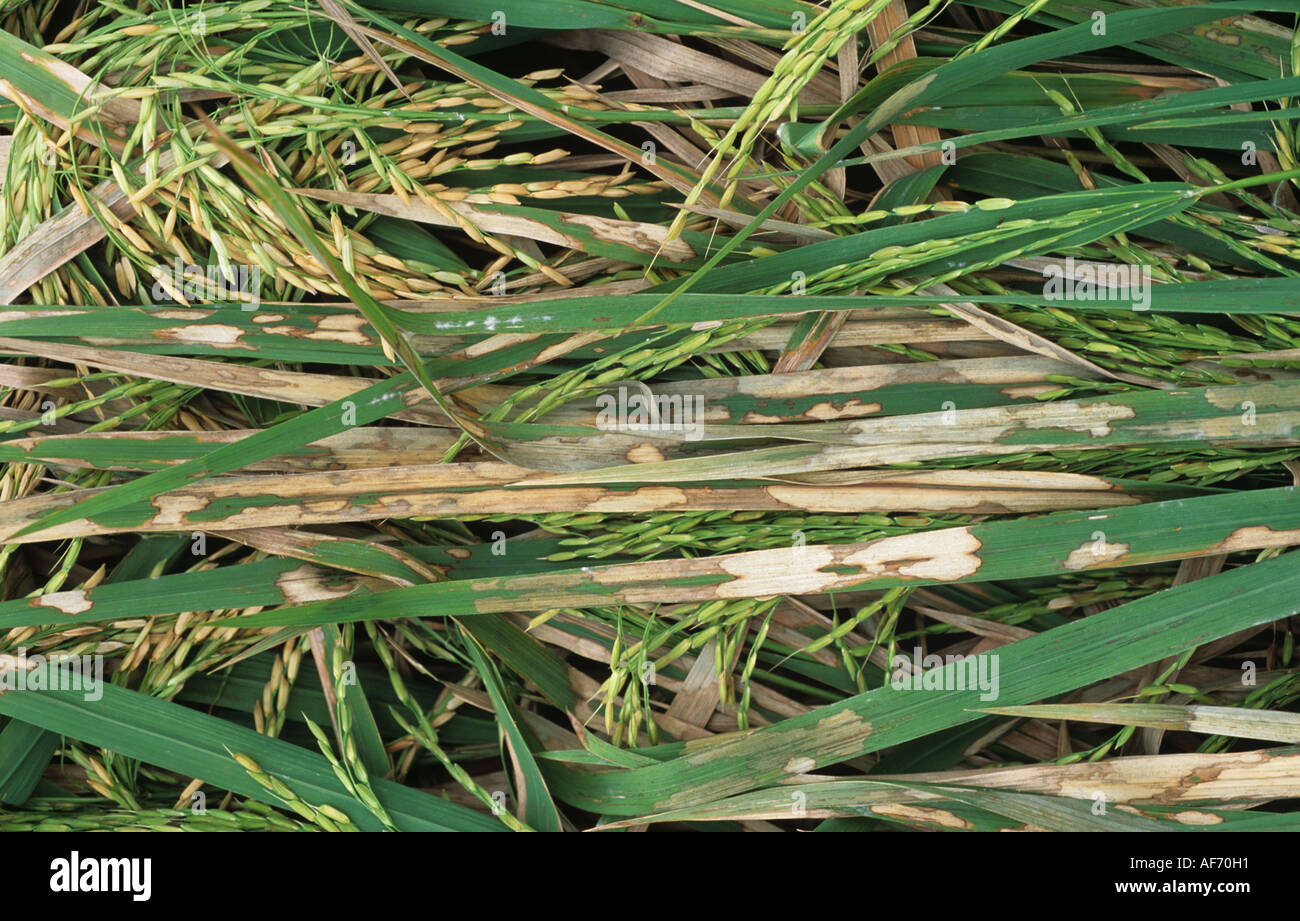 Rice sheath blight, Rhizoctonia solani, lesions on lodged rice crop in ear Stock Photo