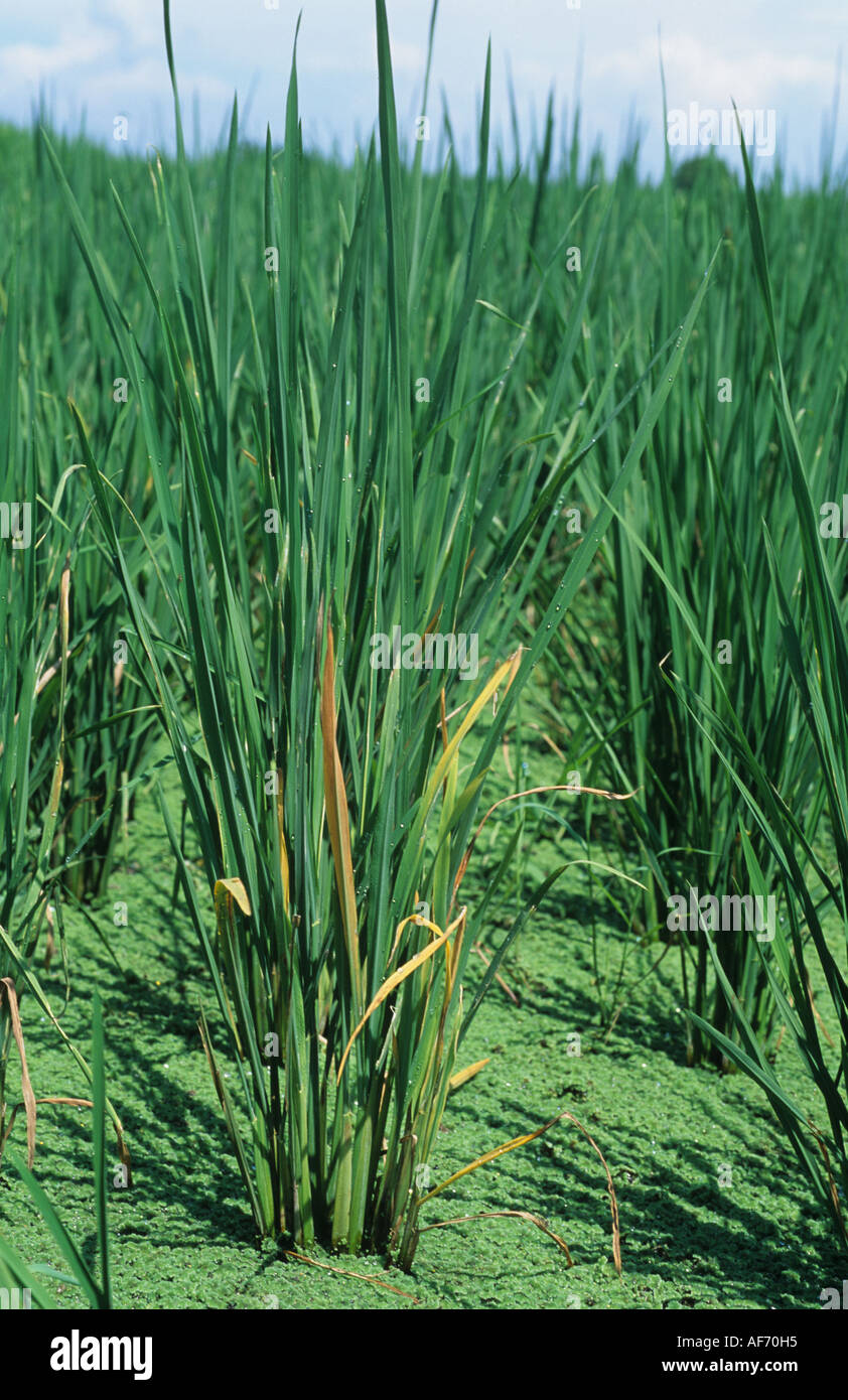 Immature rice plant infected by tungro virus Stock Photo