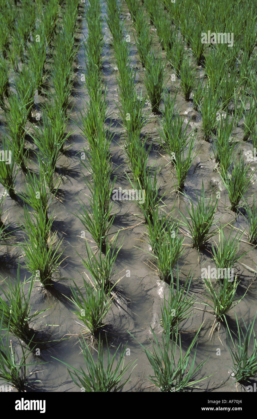 Rows of transplanted paddy rice Philippines Stock Photo