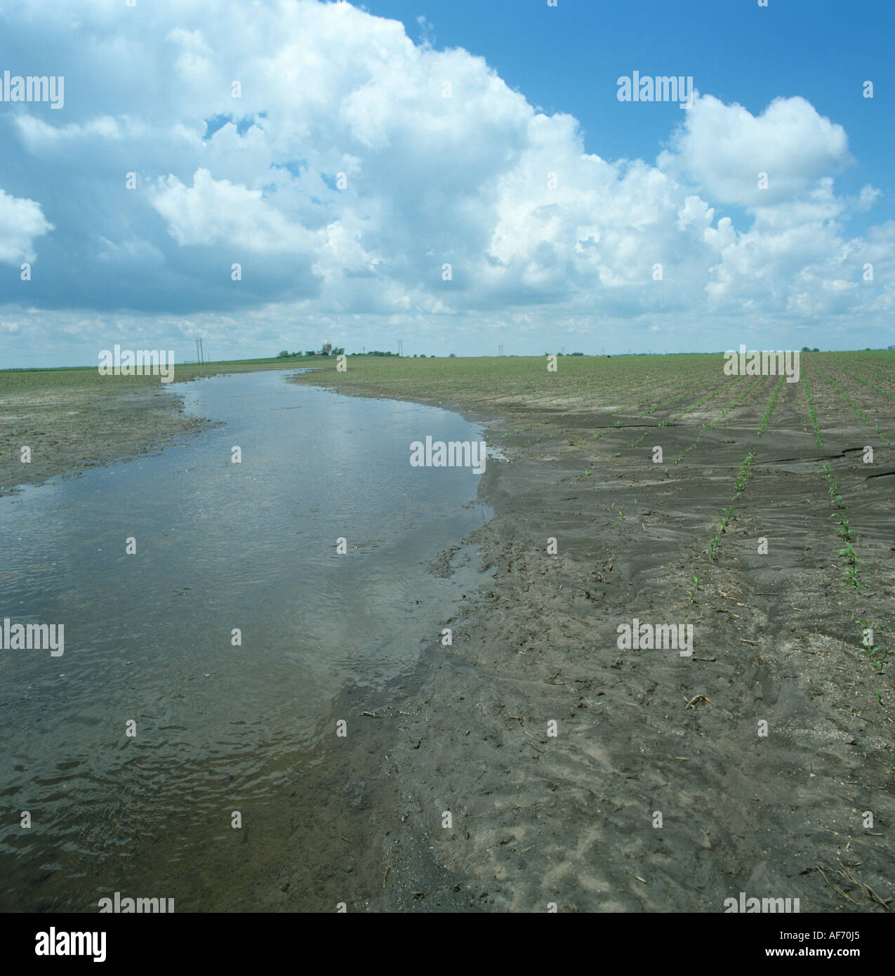 Swollen stream overflowing after flash flood and running through emerging maize or corn crop Stock Photo