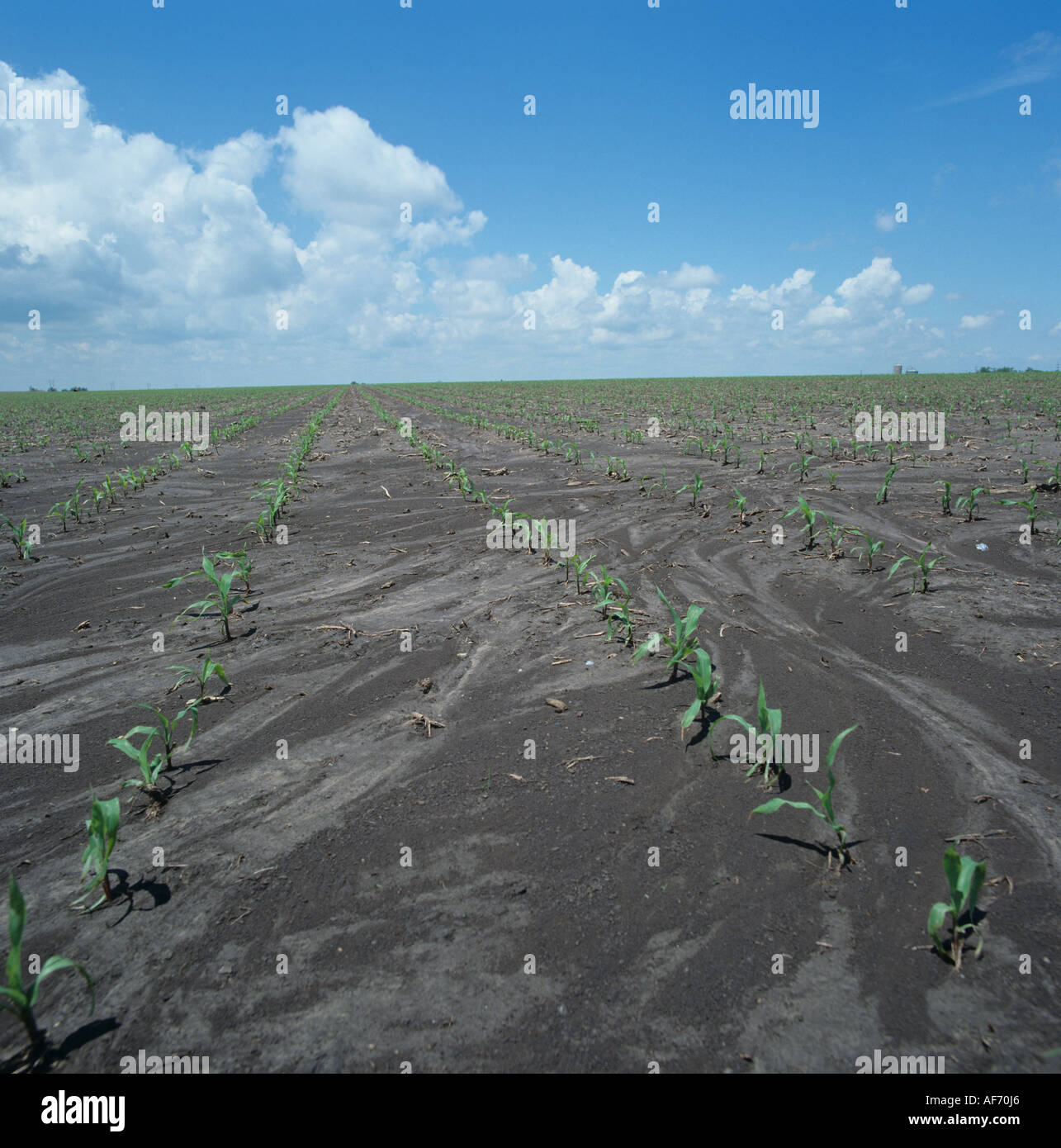 Young maize or corn growing through silt washed across the soil surface Kansas USA Stock Photo