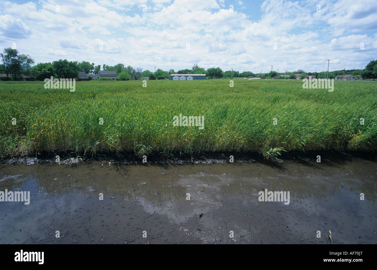 Flooded wheat crop after heavy rains mid west Kansas USA Stock Photo