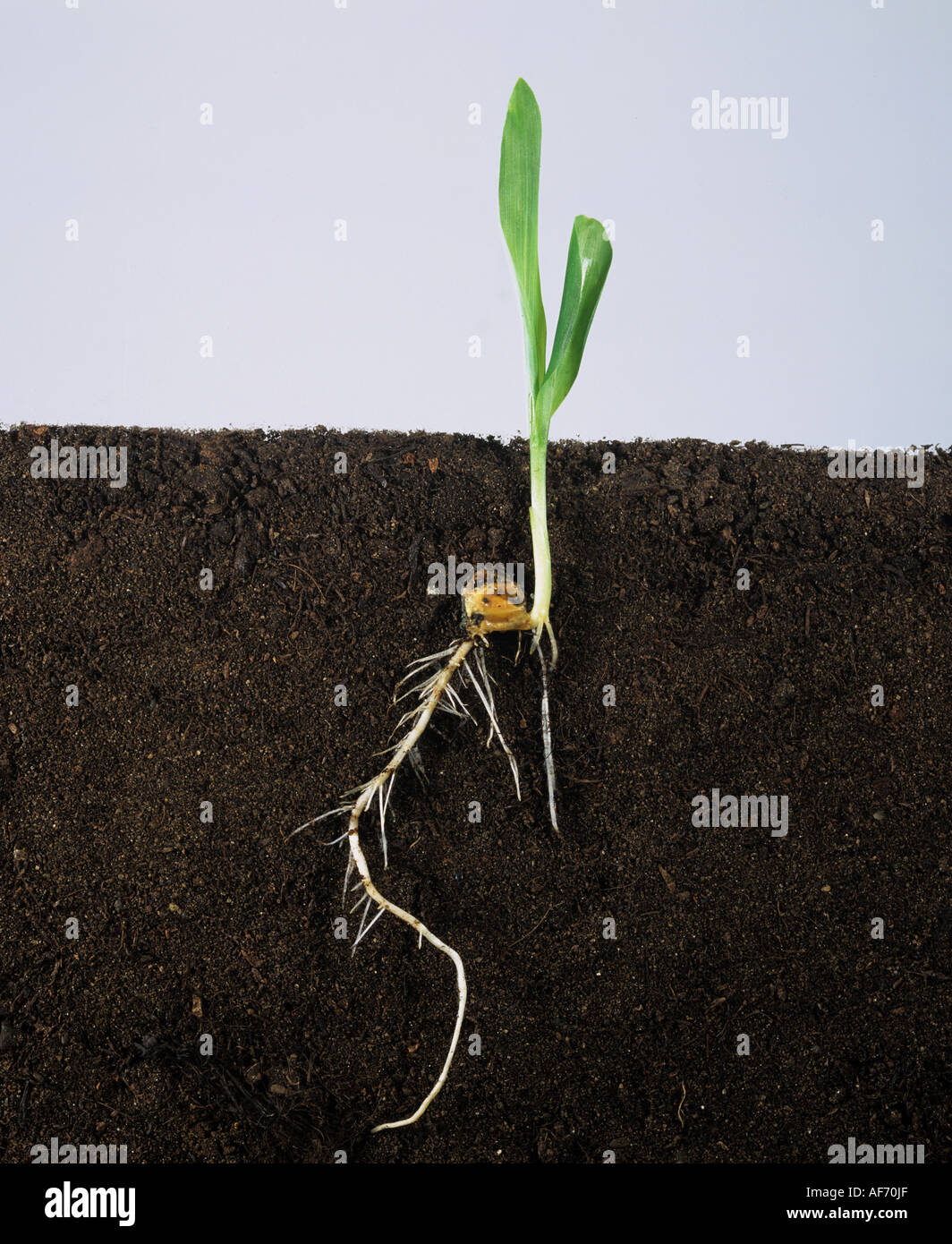 Maize or corn seedling with two leaves growth stage 12 and roots Stock Photo