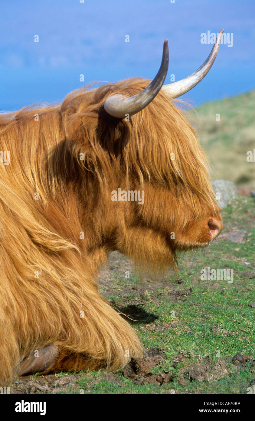 Highland cow sitting hi-res stock photography and images - Alamy