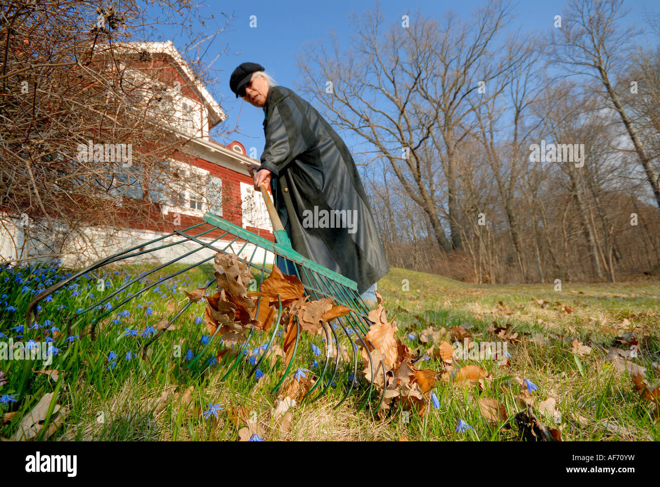 old woman with rake collecting fallen leafs from lawn at spring, Sweden ...