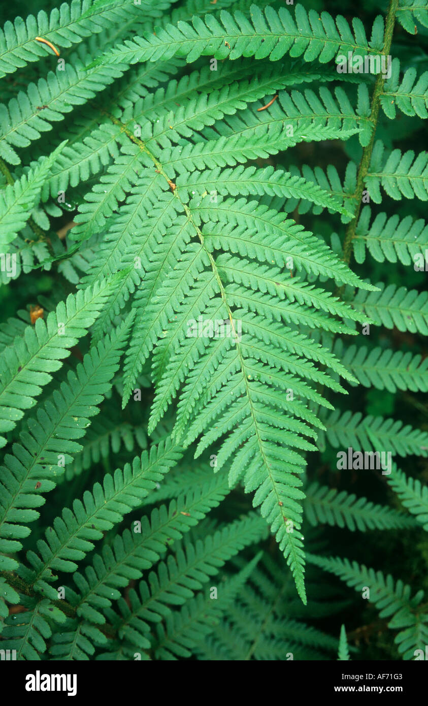 Male fern leaf pattern hi-res stock photography and images - Alamy