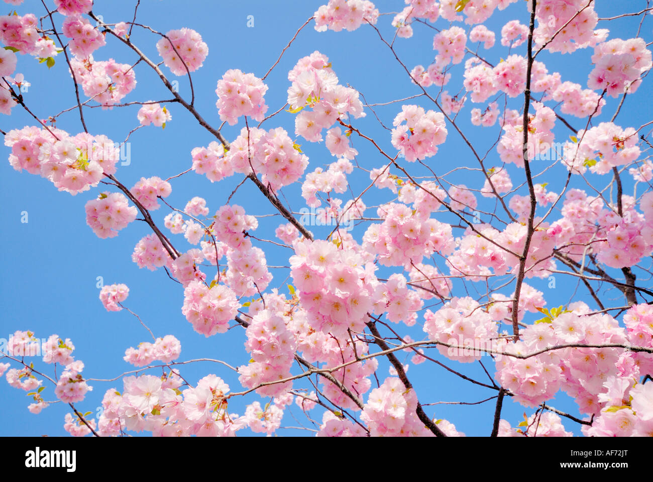 cherry tree in blossom against blue sky Stock Photo - Alamy