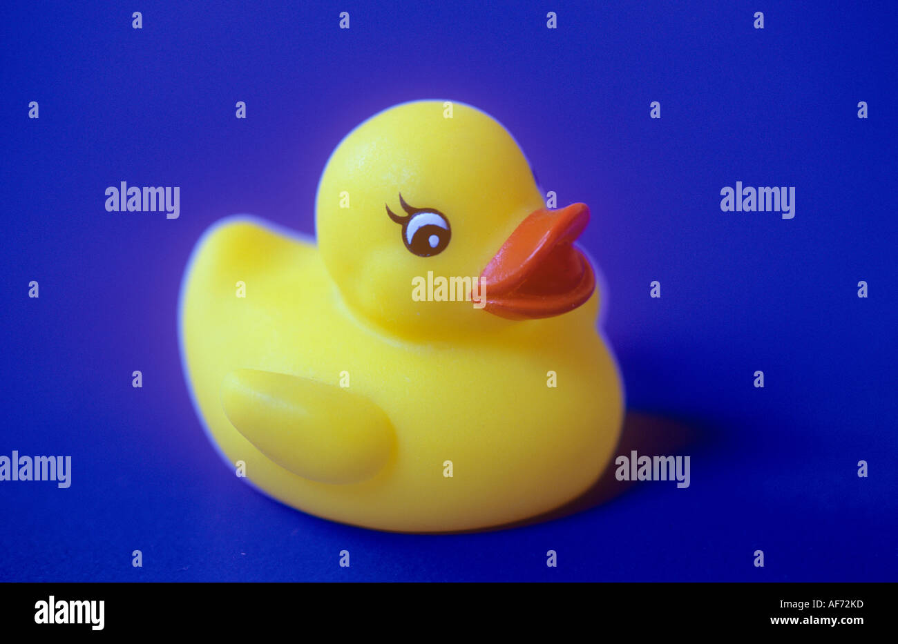 Yellow rubber duck on a blue background Stock Photo - Alamy