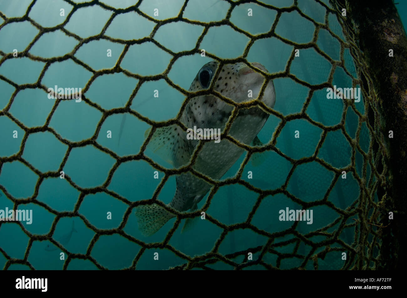Fish trap in the lagoon of Rangiora French Polynesia Stock Photo Alamy