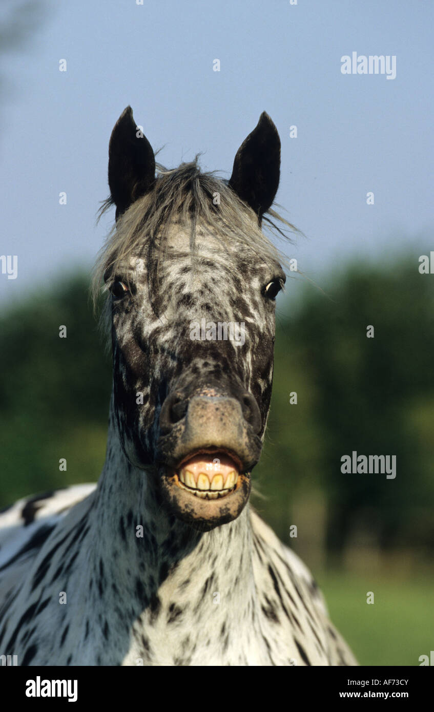 Knabstrup Horse (Equus caballus), mare doing the flehmen Stock Photo