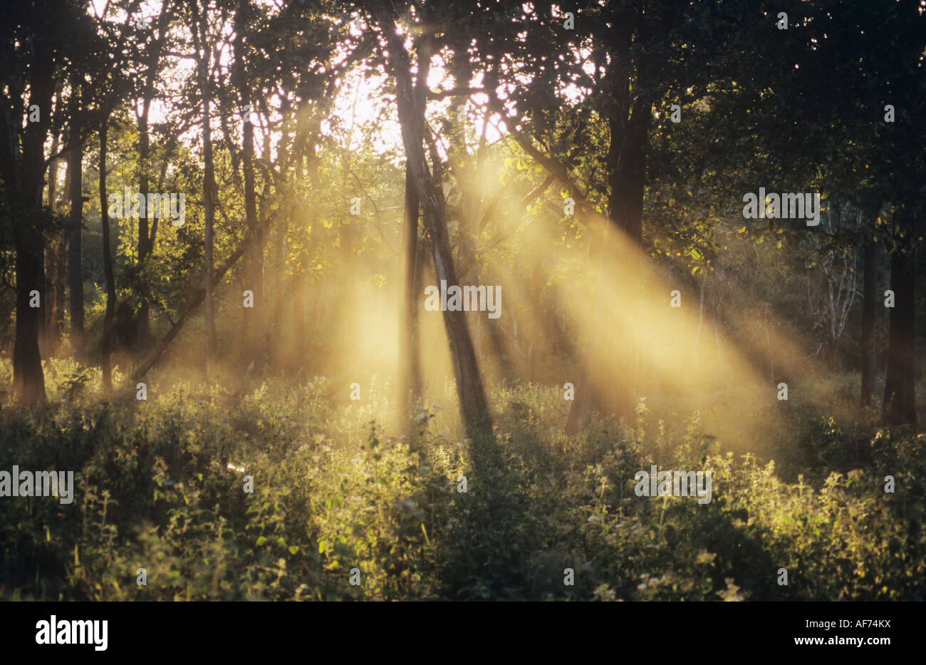 Bright sunlight in forest hi-res stock photography and images - Alamy