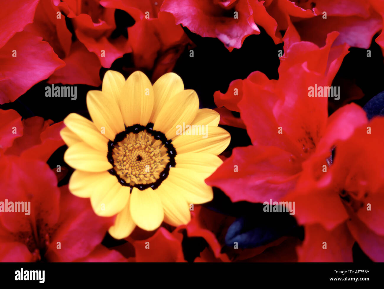 Yellow daisy surrounded by red blossoms Stock Photo