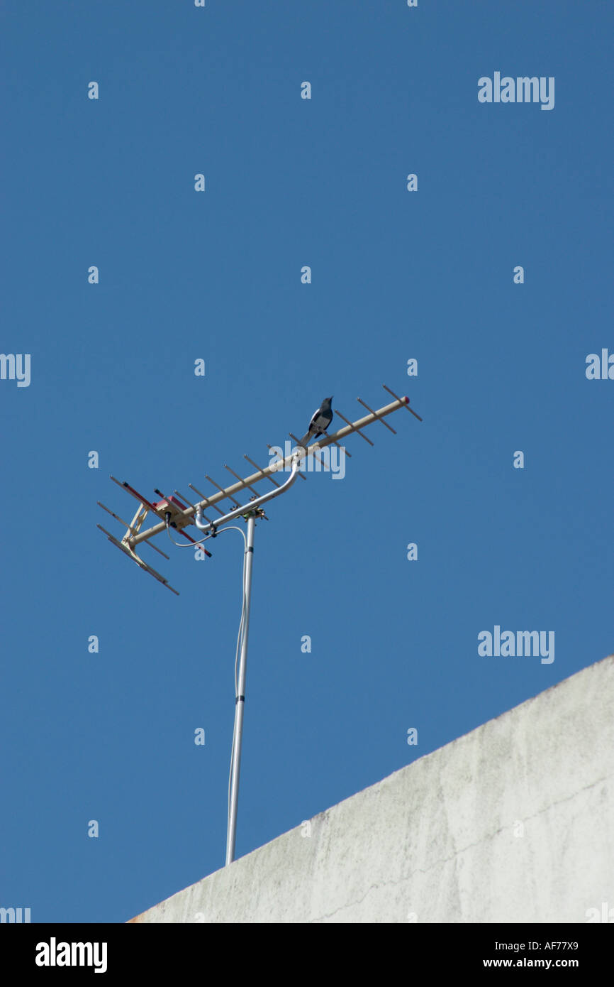 bird roosting on TV antenna Stock Photo Alamy