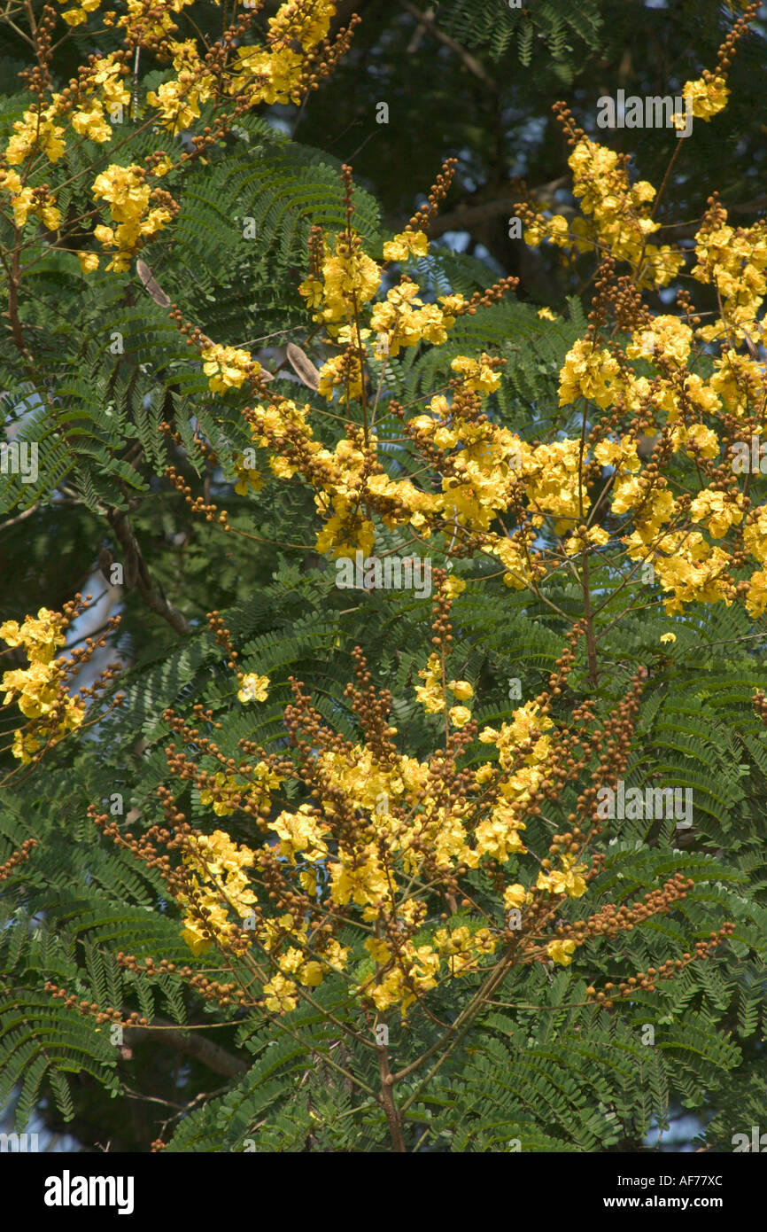 flowers of yellow poinciana tree Peltophorum pterocarpum Stock Photo